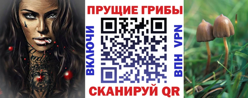 Псилоцибиновые грибы Psilocybe  Новокубанск 