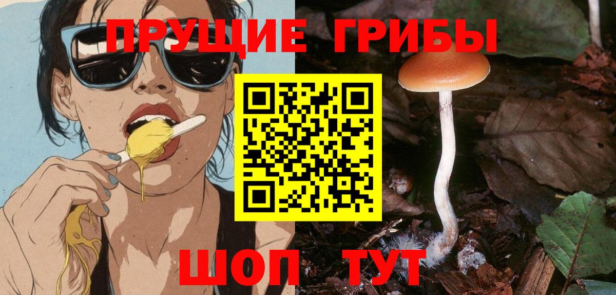 Псилоцибиновые грибы мицелий Новокубанск